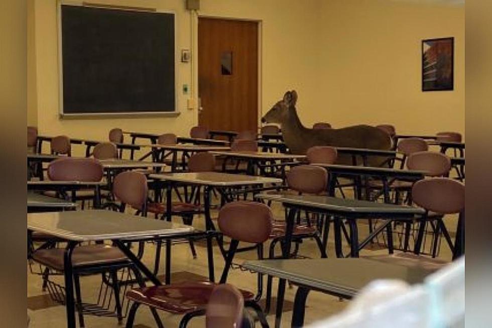 Deer Crashes Classroom: Are New York Deer Getting Dumber?
