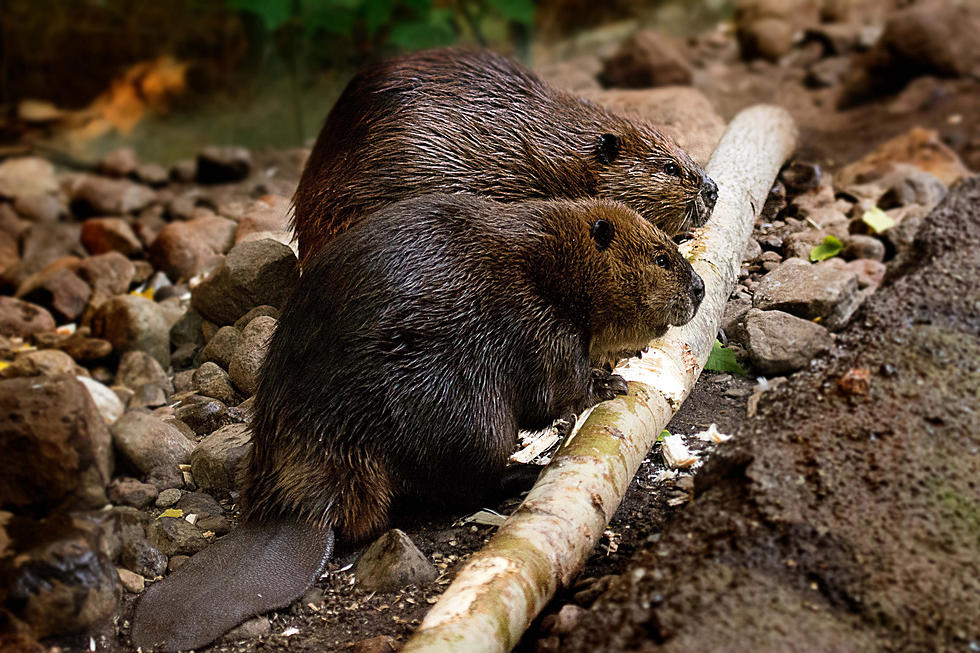 Beaver Dam Failure Leads to Flooding in New York State