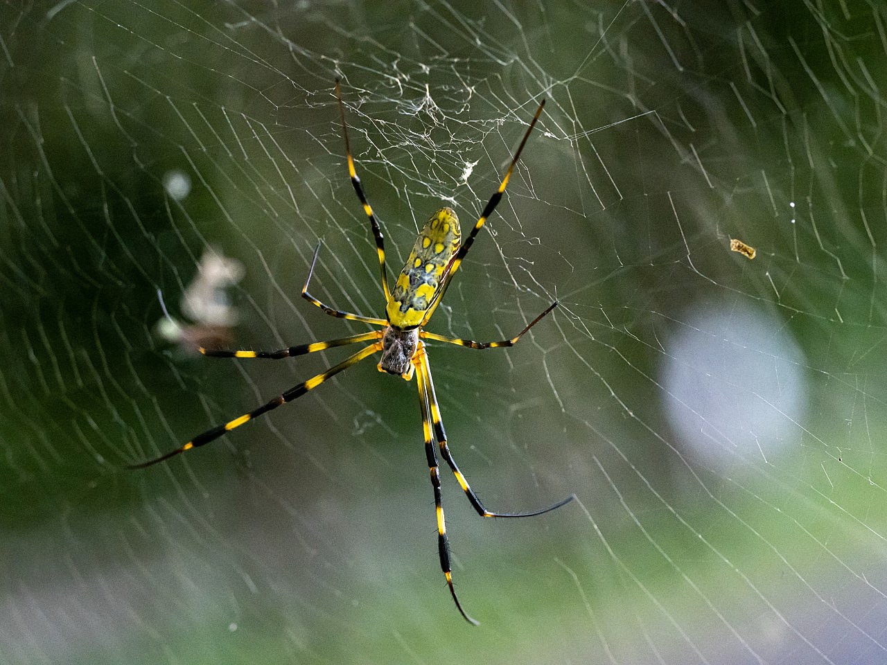 Giant 'parachuting' Joro spiders: 11 facts about these scary