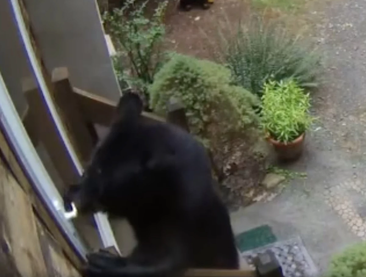 Good morning!  A bear opens the door to the house in New York State [VIDEO]