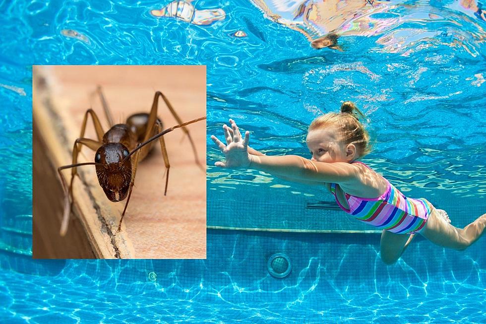 Hudson Valley Pool Owners Warned of Liner-Eating Ants