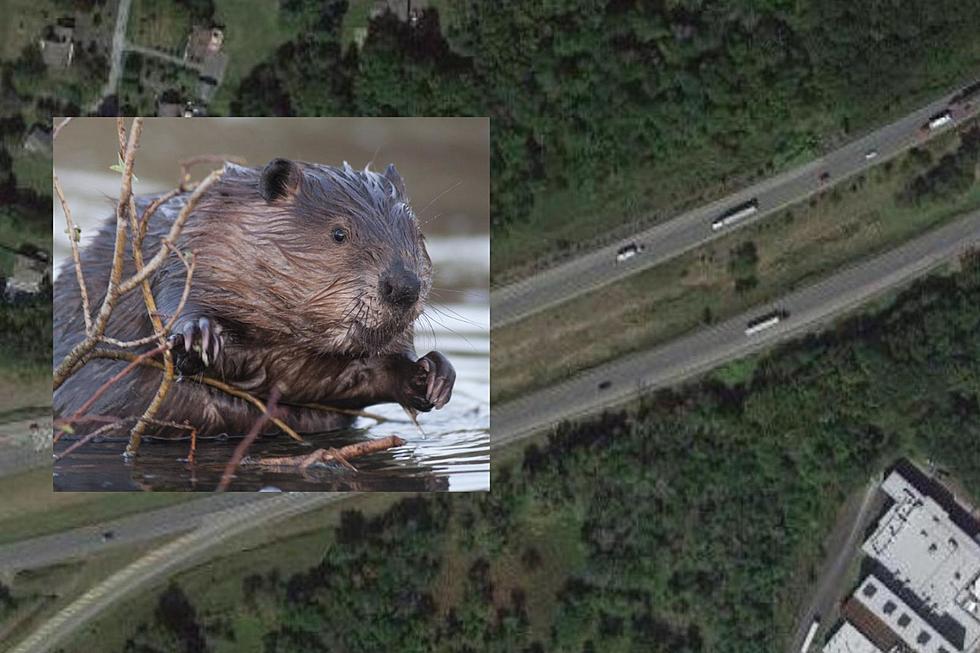 Beavers Causing Mile-Long Backup on Busy Hudson Valley Highway