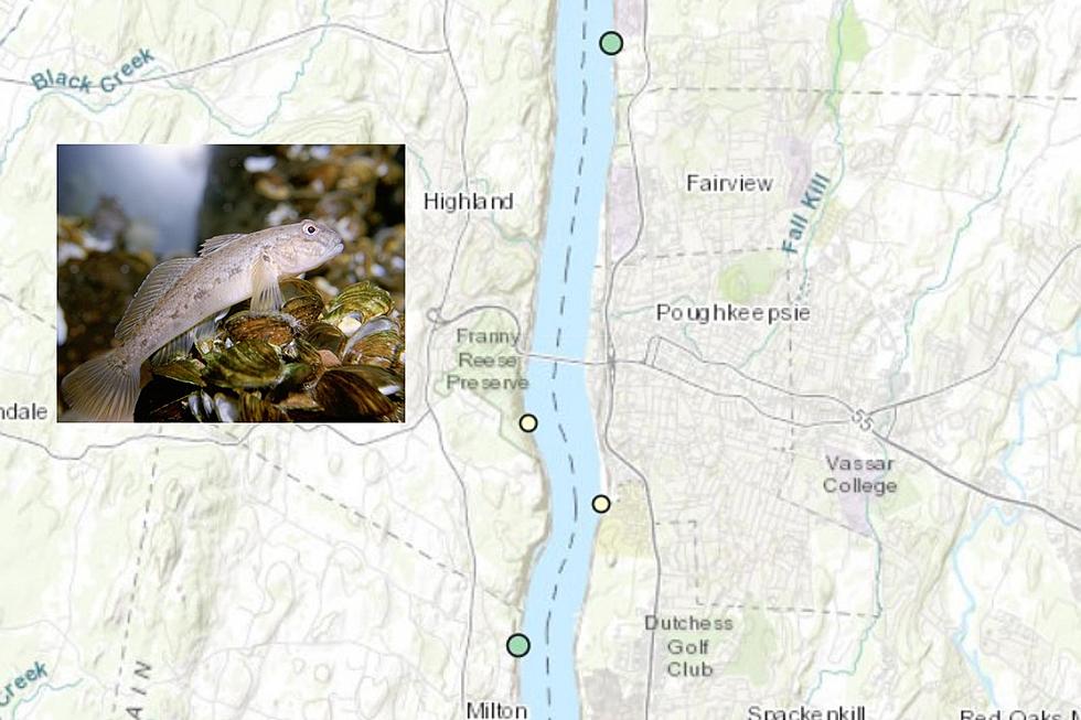 Dangerous Fish Discovered in Hudson River Near Poughkeepsie