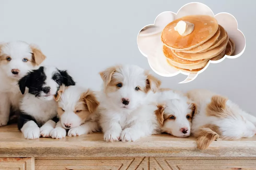 Puppies & Pancakes In Newburgh, NY This Weekend