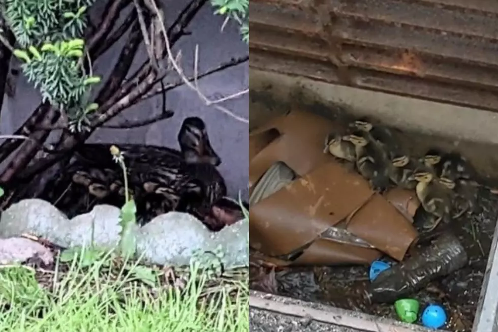 Hudson Valley Ducklings Trapped in Storm Drain, Mother Panics