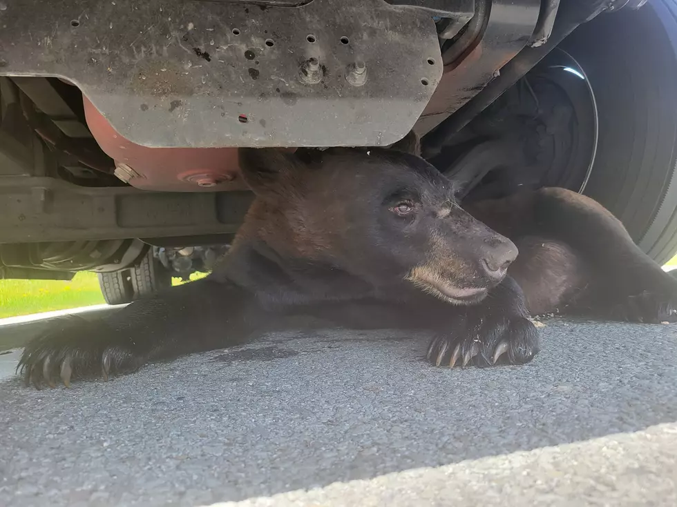 Bear Struck By Vehicle On I-84 in Middletown, NY