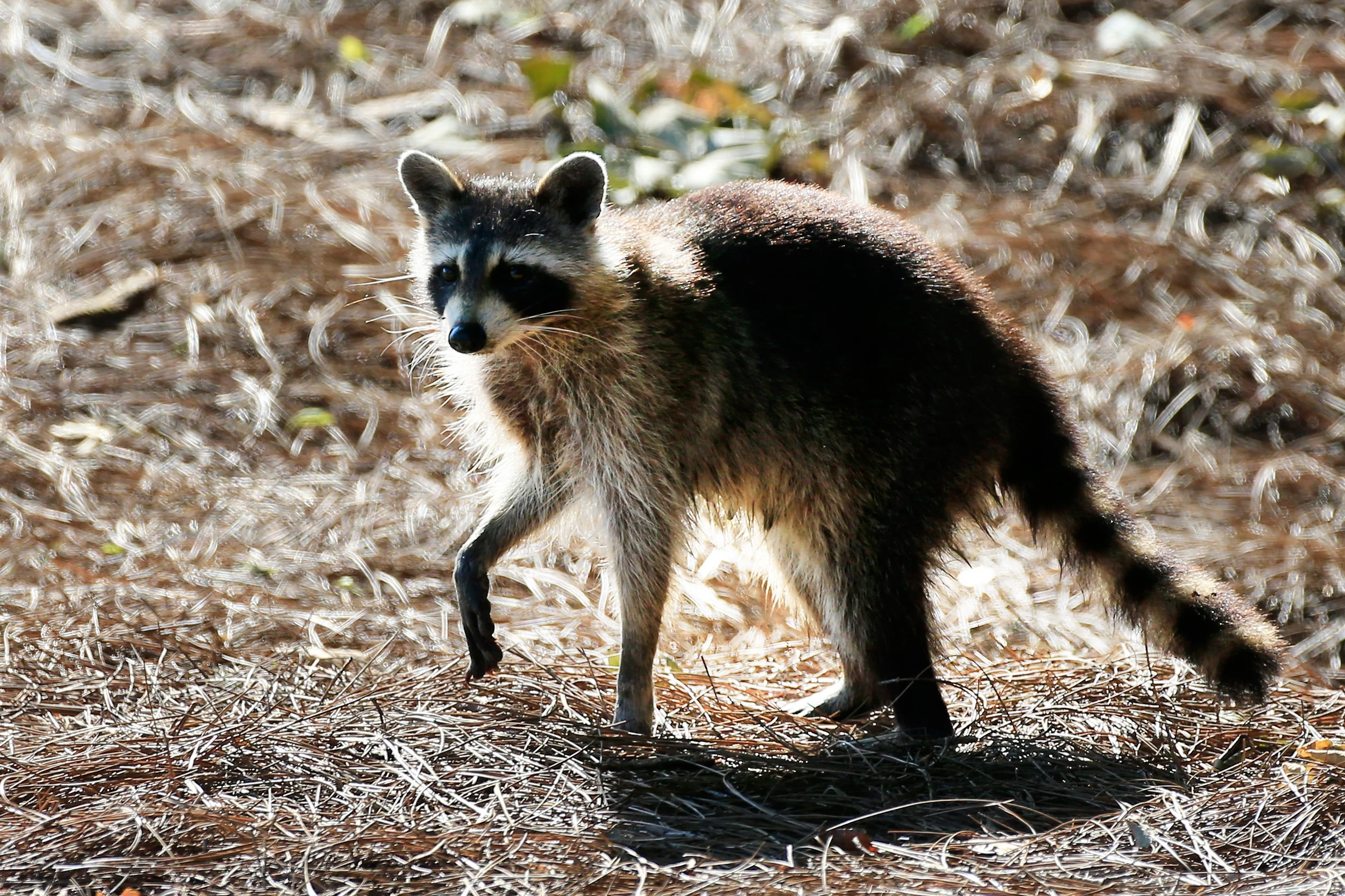 Tiger spotted in NYC turns out to be a large raccoon