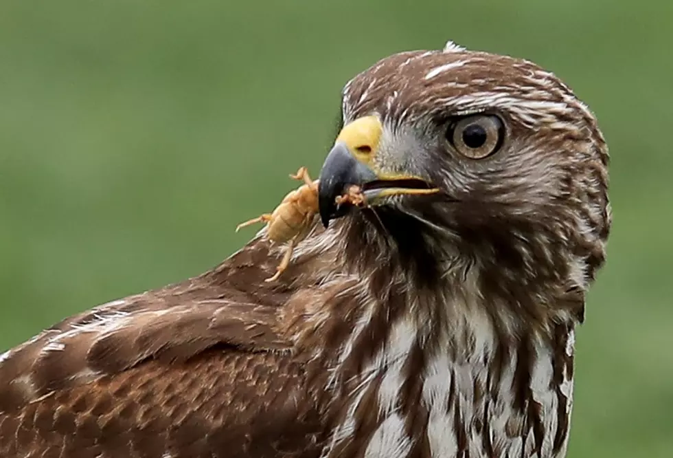 Beware: This Hudson Valley Bird Can Viciously Attack Humans