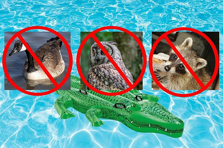 Can a Hilarious Pool Float Really Keep Animals Out of Your Pool?