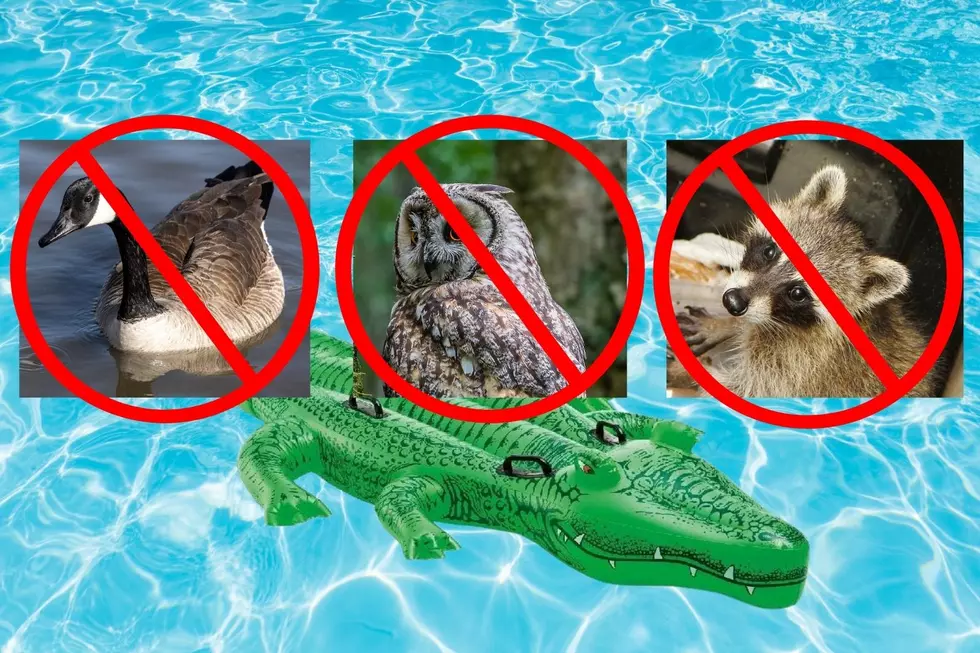 Can a Hilarious Pool Float Really Keep Animals Out of Your Pool?