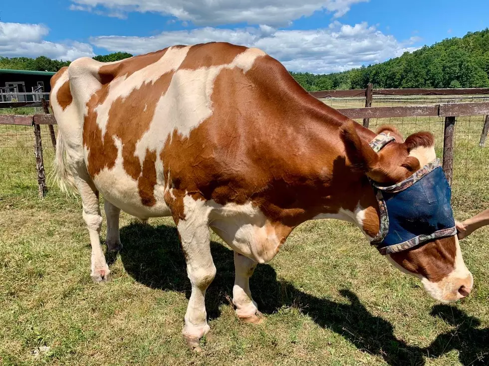 Tucker is 3,000 lbs of pure delight. Photo credit: Shannon Cooke