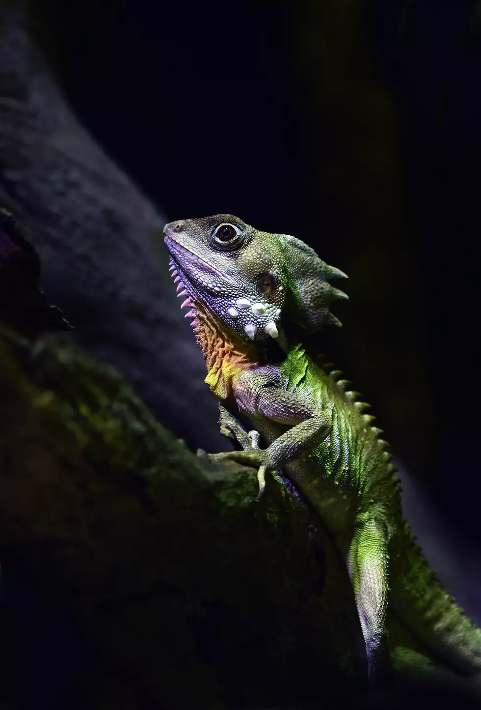 Mid-Hudson Reptile Expo This Weekend in Poughkeepsie