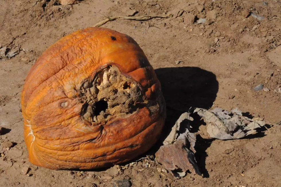 Will There Be a Pumpkin Shortage This October?