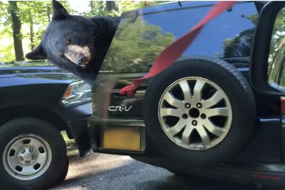 Bear Breaks Into Car in Hudson Valley; Watch Officers Remove Her