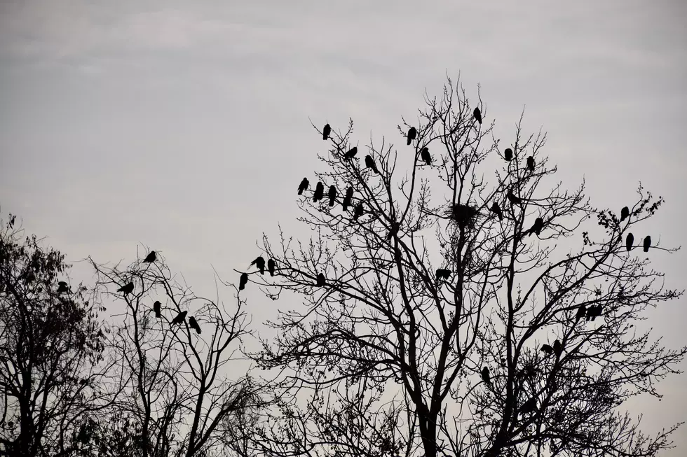 Something Mysterious is Happening to Poughkeepsie’s Trees