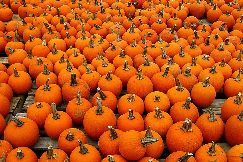 Little-Known Hudson Valley Pumpkin Patch Named Best in Nation