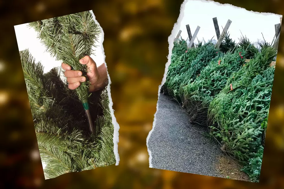 Artificial or Real Christmas Trees? The Hudson Valley Has Decided