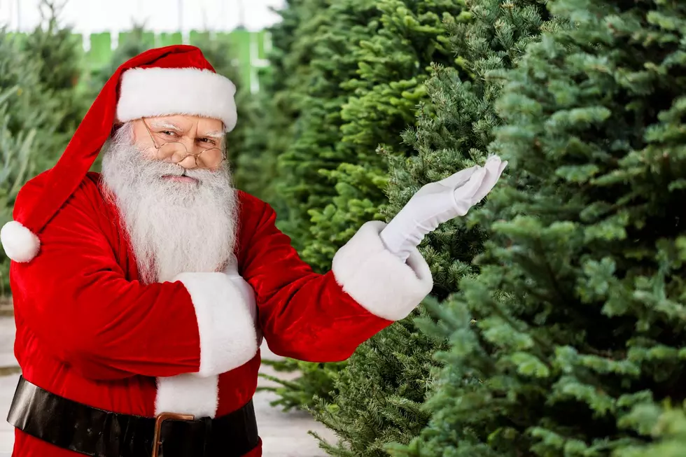 10 Great Hudson Valley Christmas Tree Farms