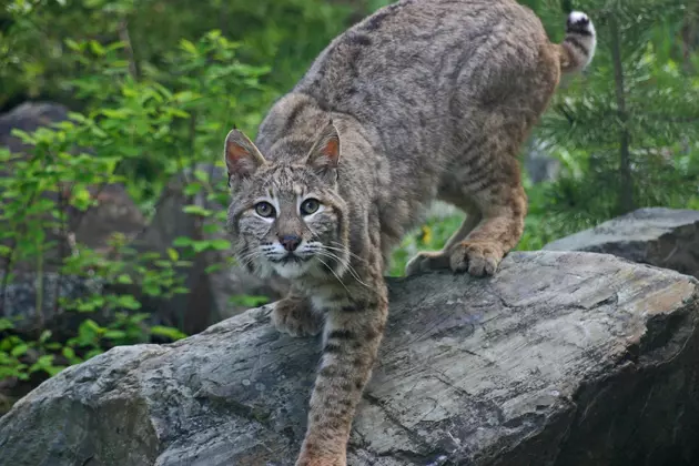 Car Hits Bobcat on Major New York Interstate. Then, It Gets Much Weirder