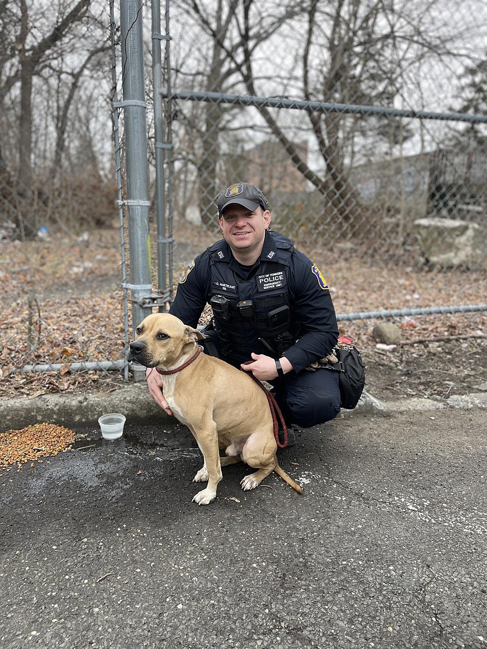Police in Lower Hudson Valley Rescue Dogs, Including One Tied to Tree [PICS]