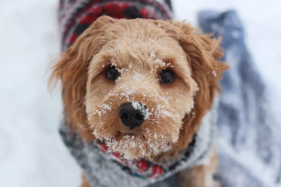 Winter Safety Tips To Keep Your Pets Safe in CT’s Next Cold Snap