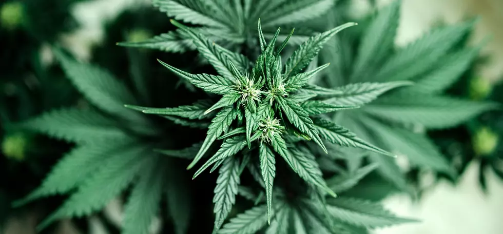 New York Set To Open First Cannabis Dispensary Outside of NYC