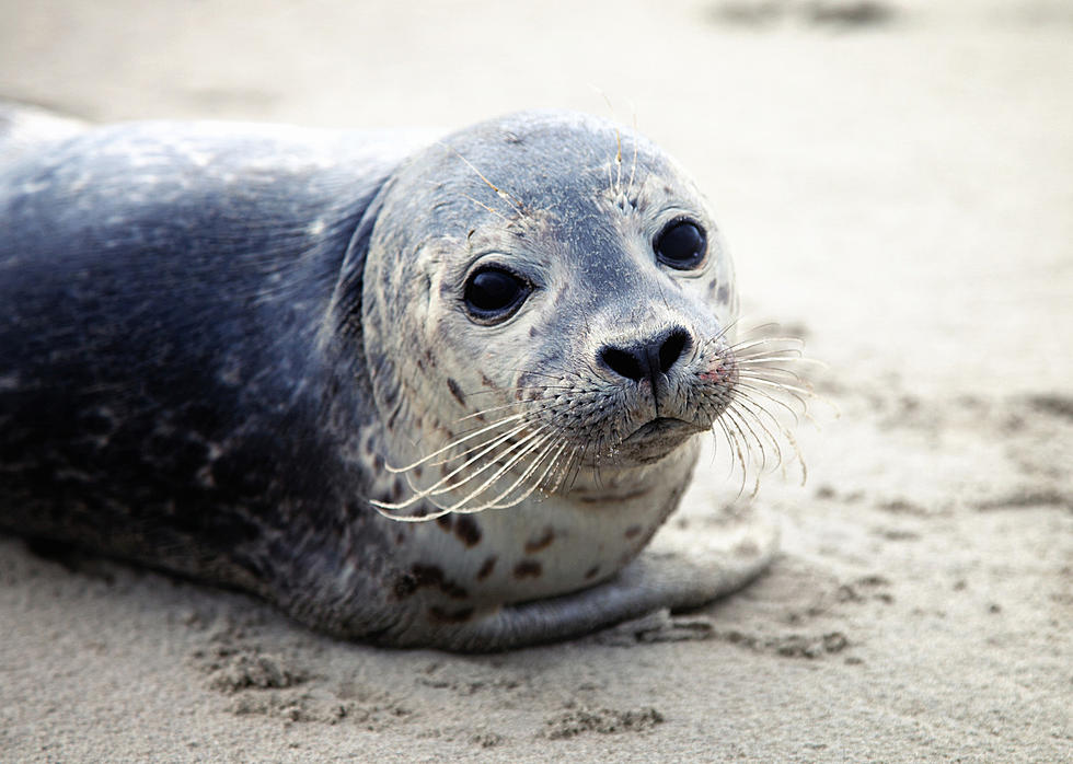 Harbor Seal Spotted Chillin&#8217; on the Hudson River