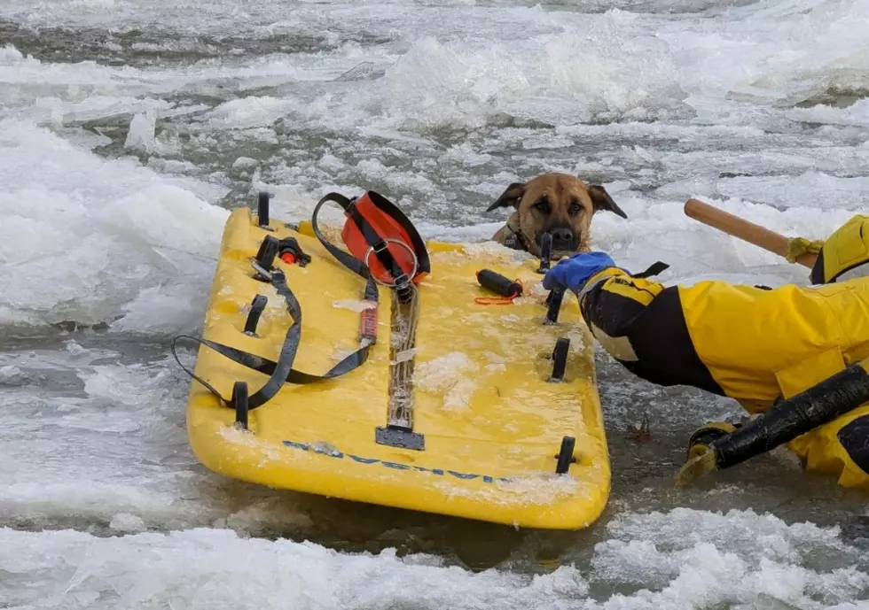 Distressed Dog’s Life Saved by Hudson Valley Rescue Team
