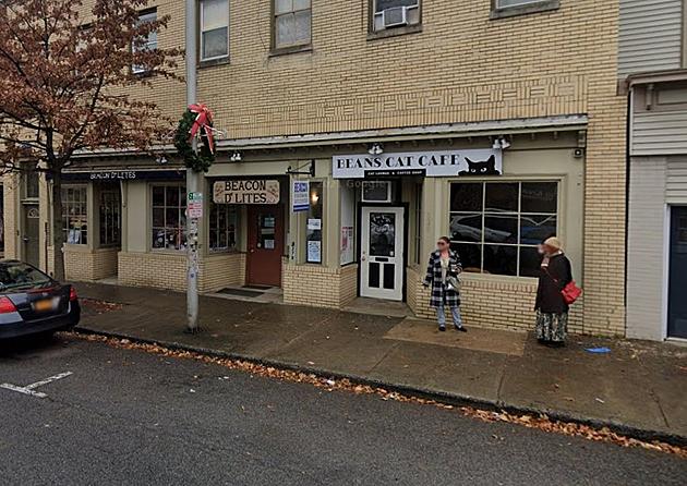 Beacon&#8217;s Cat Cafe Eyeing Second Hudson Valley Location