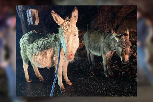 Police in Hudson Valley Rescue Lost Donkeys [PICS]