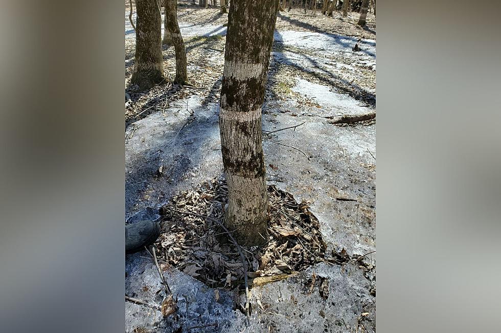 EXPLAINED: Mysterious Tree Rings Discovered in Hudson Valley