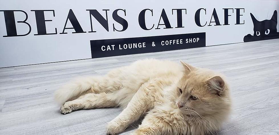 Popular Cat-Themed Cafe in Beacon Looking to Open New Location