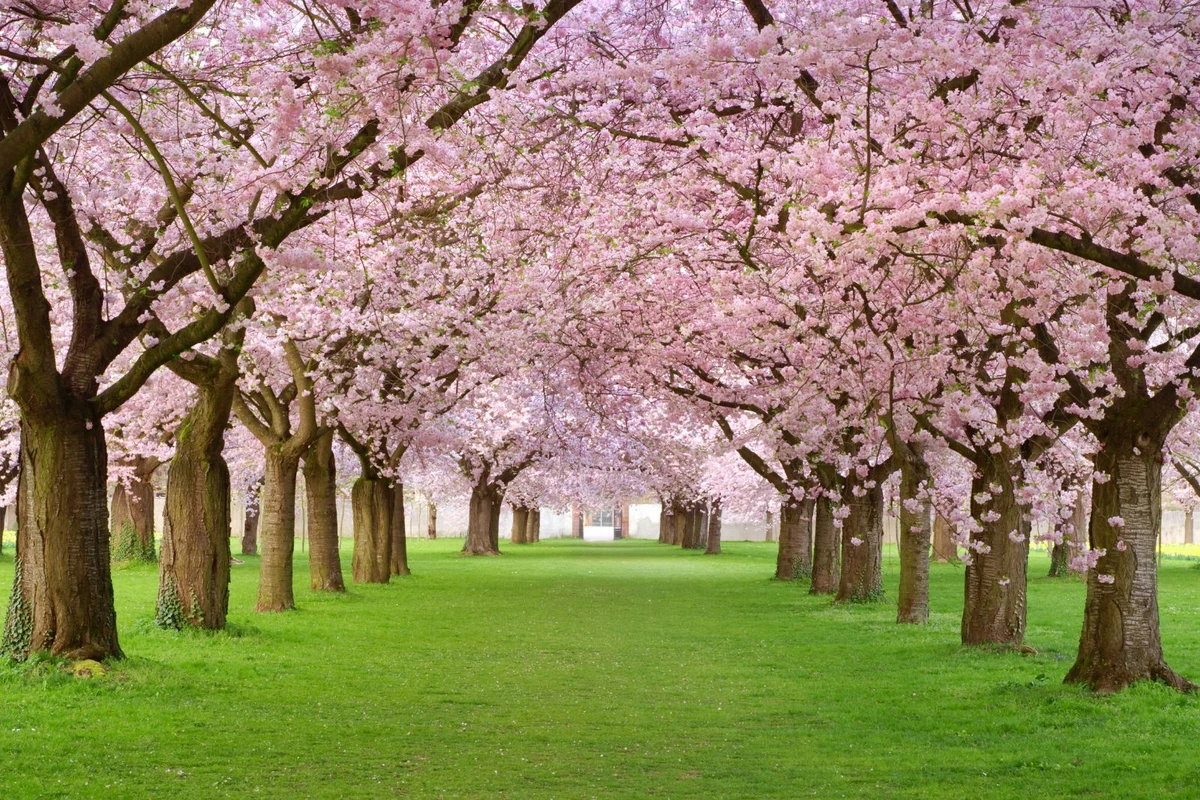 7 Spots To View Spectacular Cherry Blossoms in the Hudson Valley