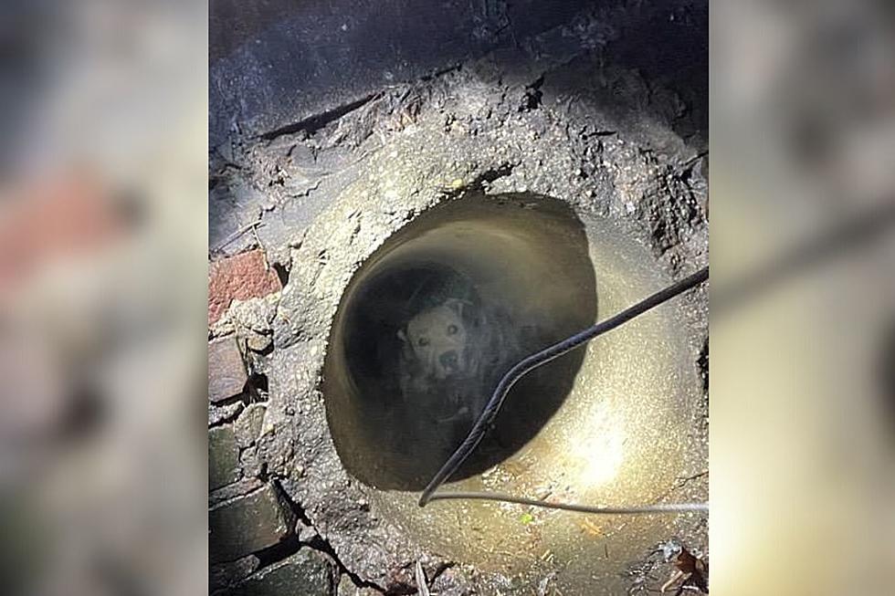 Police in Lower Hudson Valley Rescue Dog Trapped in Sewer [PICS]