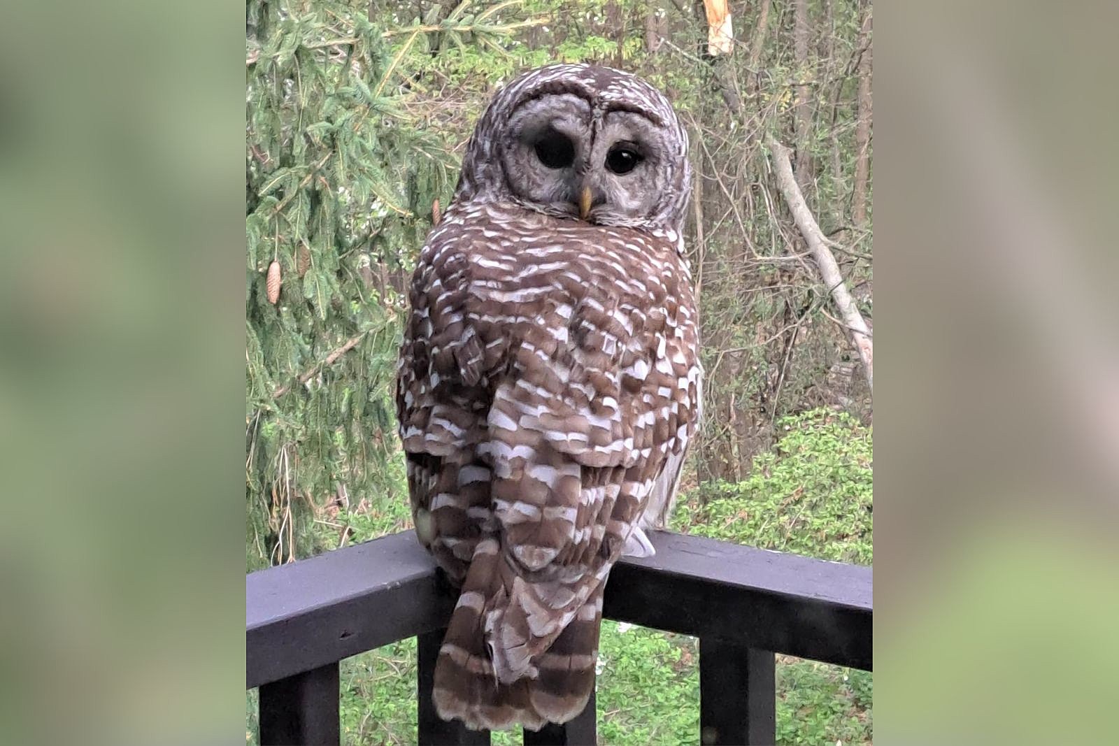 MEET THE OWLS There is - Saugerties Chamber of Commerce