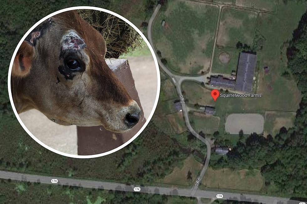 Franklin The Viral Cow Finds New Hudson Valley Home