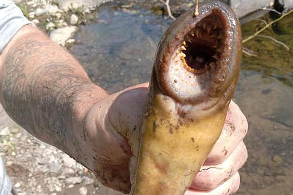 Strange Looking Sea Creature Found in Hudson Valley