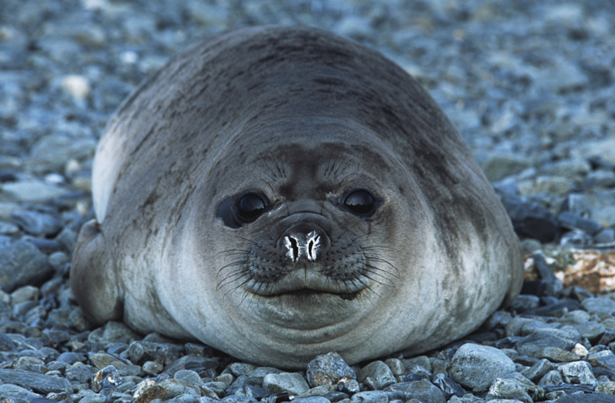 El DEC del estado de Nueva York rescata a una foca enredada en una red [PICS]