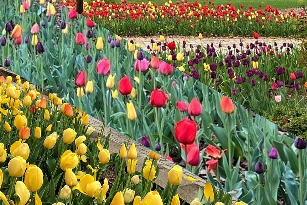 Hudson Valley’s Most Colorful Tulip Display Blooms; Where Is It?