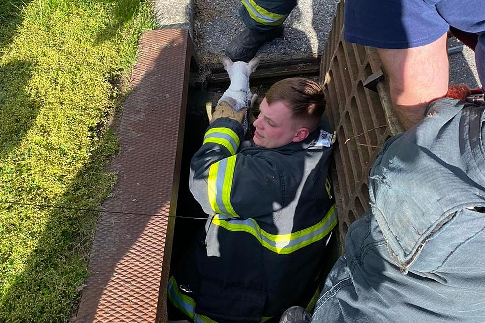 Firefighters Race to Save Hudson Valley Dog From Storm Drain