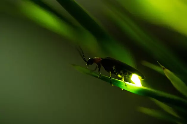 Seen Fireflies in the Hudson Valley? You&#8217;re Not Supposed to Yet