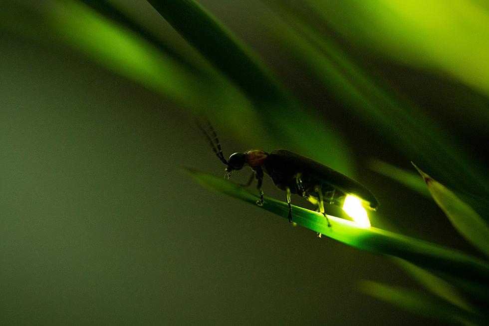 Seen Fireflies in the Hudson Valley? You’re Not Supposed to Yet