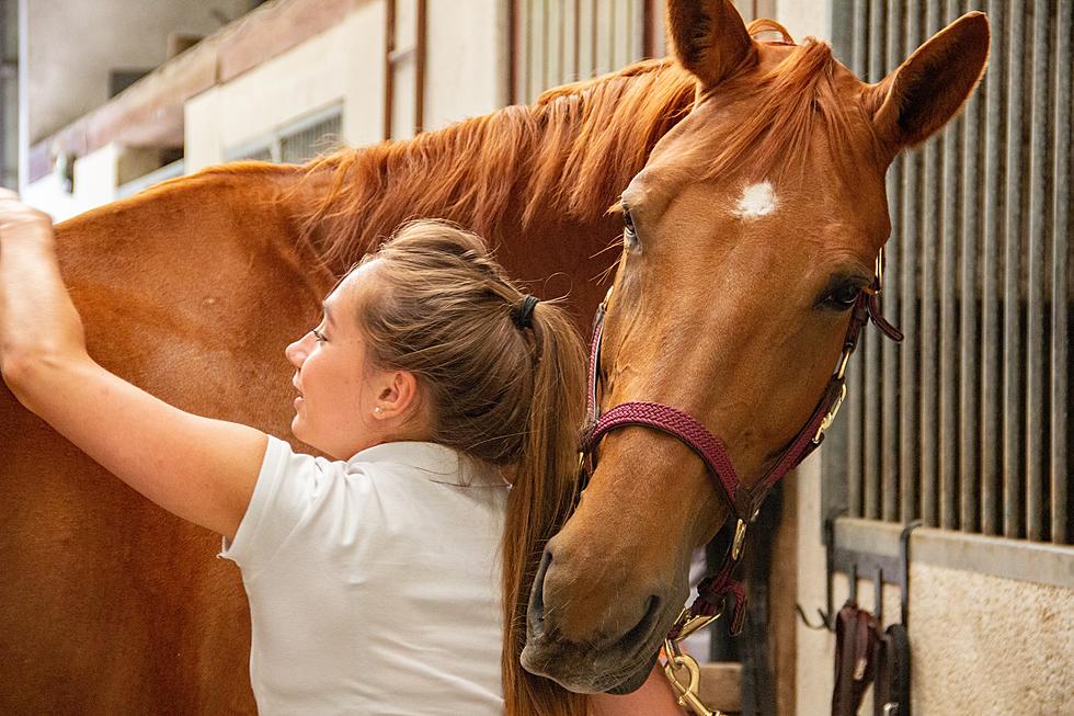 Hug a Horse Day Event Set for Dover Plains, NY