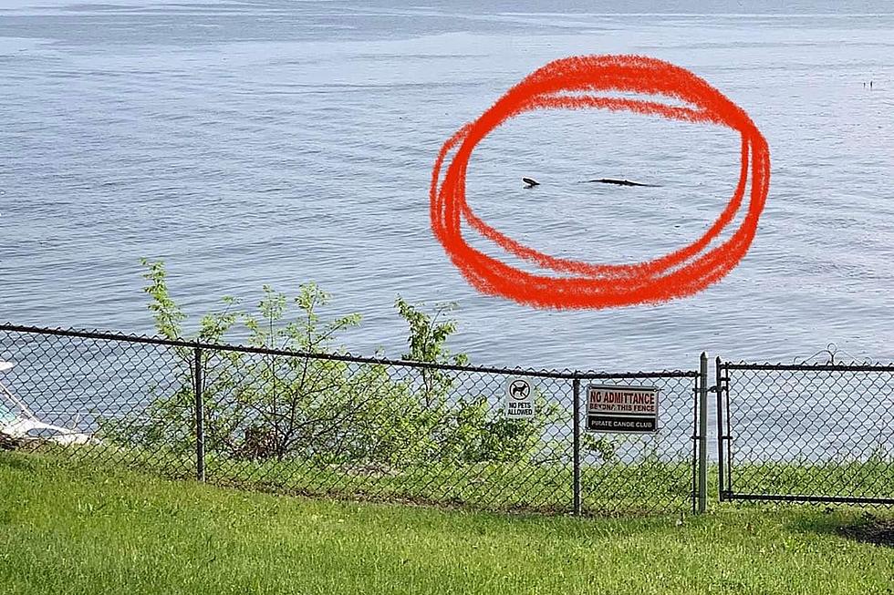 Is This ‘Kipsy’, the Hudson River Monster?
