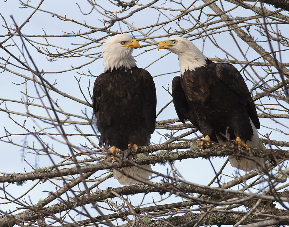 New York State DEC Revives Injured Bald Eagle Found On Road 