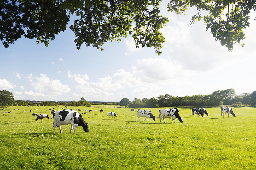 Tractor-Trailer Carrying Cattle Crashes on New York State Route