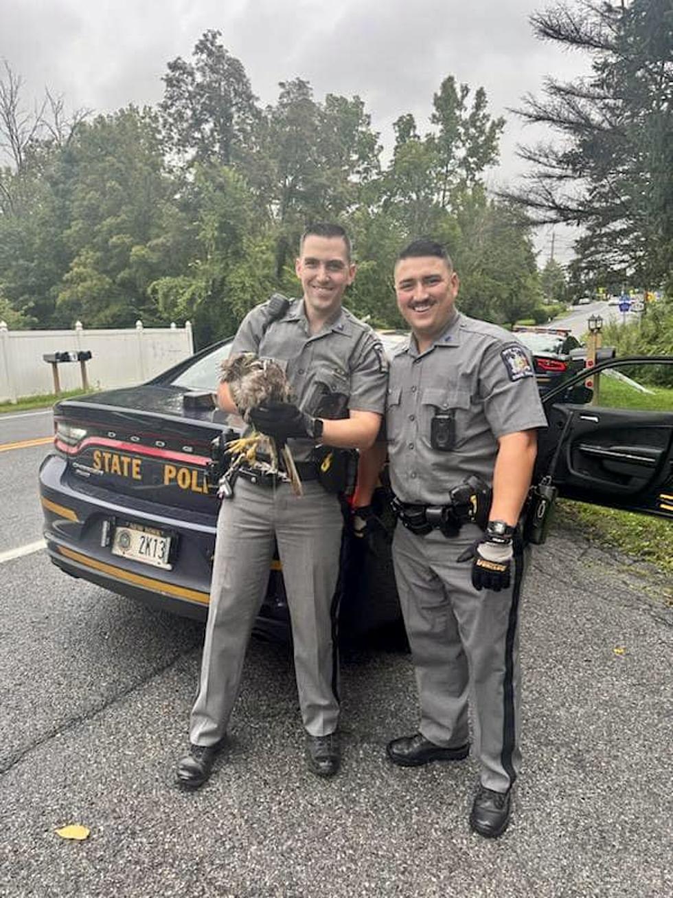 New York State Police Help Save Injured Hawk in the Hudson Valley