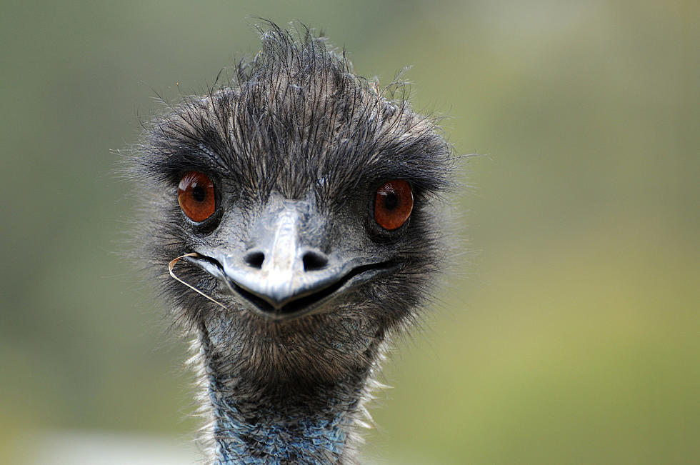 La policía dice que un emú salvaje persiguió a personas en el estado de Nueva York y alteró el tráfico