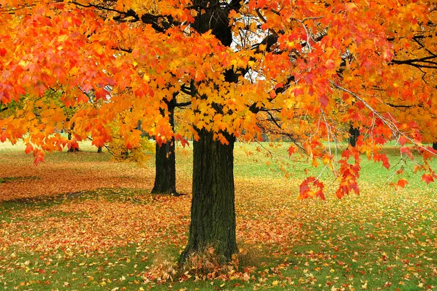 NOAA Has Released Their Fall Weather Forecast for New York State