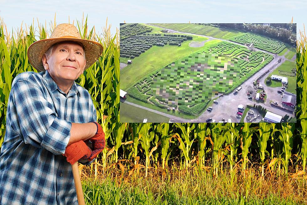 Impressive 2023 Corn Maze Design is ‘So Hudson Valley’